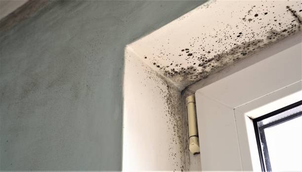 Best Mold Remediation for Rental Properties  in Sturgis, KY
