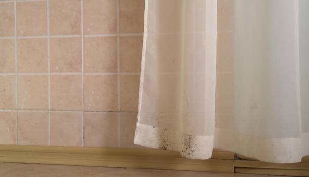 Best Mold Damage Restoration  in Sturgis, KY