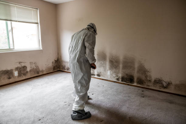 Best Mold Remediation for Healthcare Facilities  in Sturgis, KY