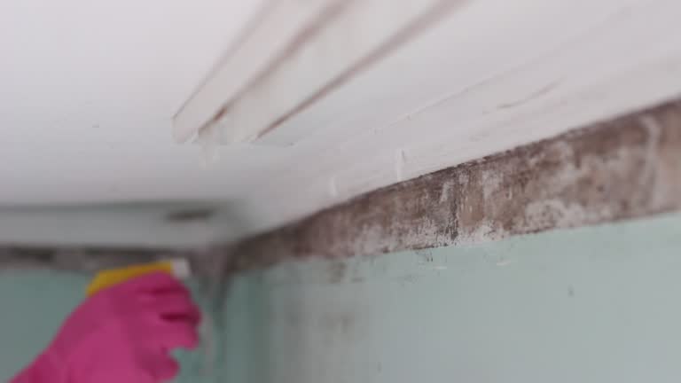Best Comprehensive Air Testing for Mold Contaminants  in Sturgis, KY